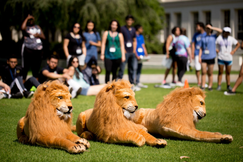 Stuffed lions with students in background